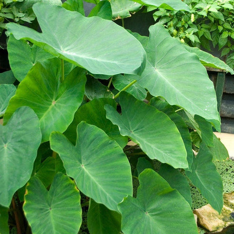 Elephant Ear, Colocasia