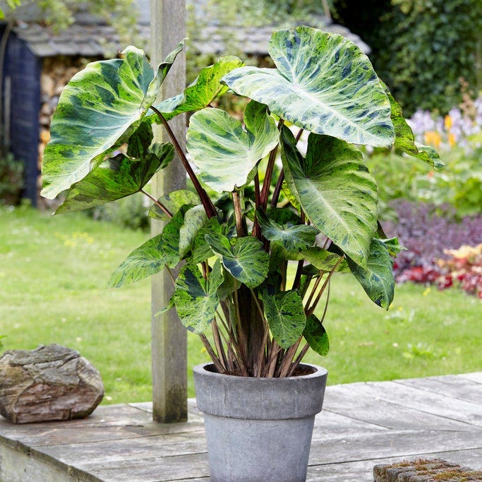 aglaonema elephant ears Touch of Drama Elephant Ear Collection
