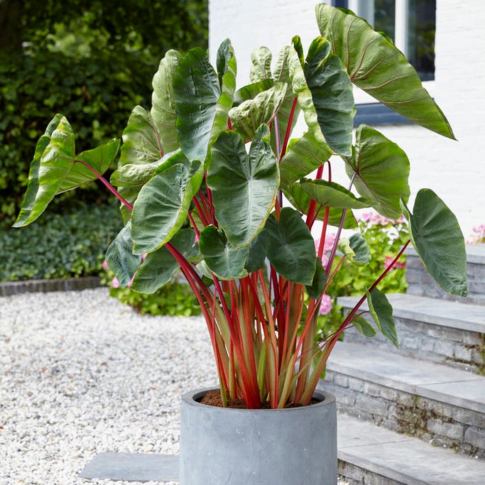 burgundy elephant ear plant Royal Hawaiian Hawaiian Punch Elephant Ear, Colocasia