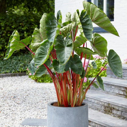 elephant ear plant pairings Touch Of Drama Elephant Ear Collection