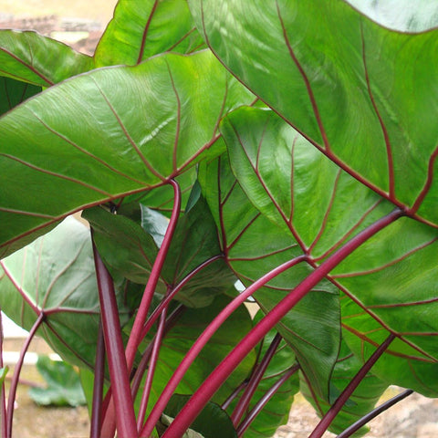 elephant ear plant rolled up leaves Royal Hawaiian Hawaiian Punch Elephant Ear, Colocasia