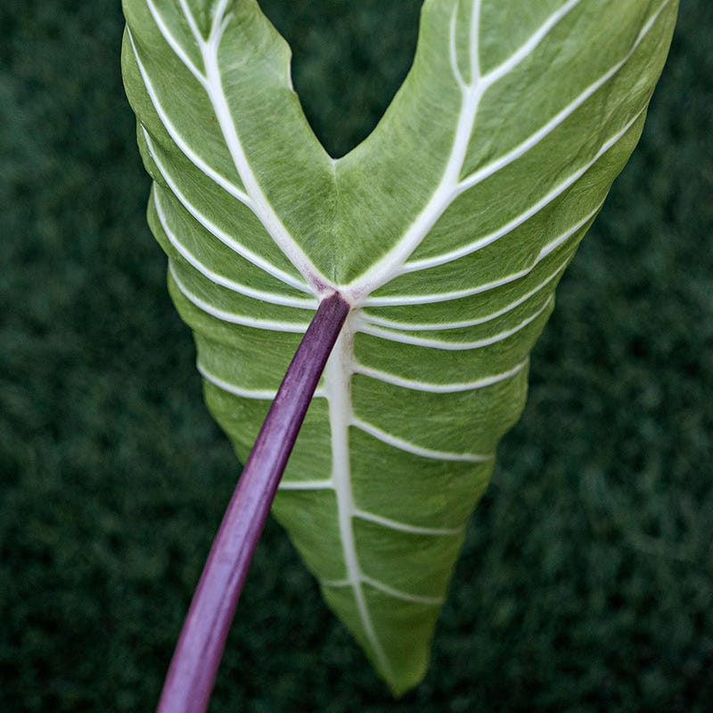 Royal Hawaiian White Lava Elephant Ear, Colocasia