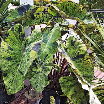 Elephant Ear Mojito, Colocasia esculenta