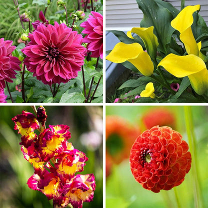 Colorful Cutting Garden Bulb Collection