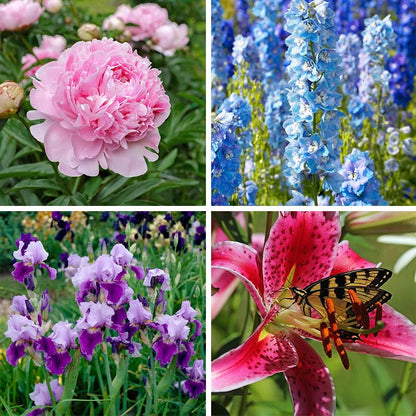 Colorful Cutting Garden Plant Collection