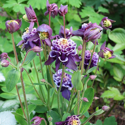 Double Winky Blue Columbine