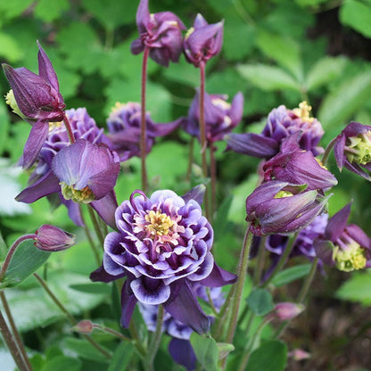 Double Winky Blue Columbine
