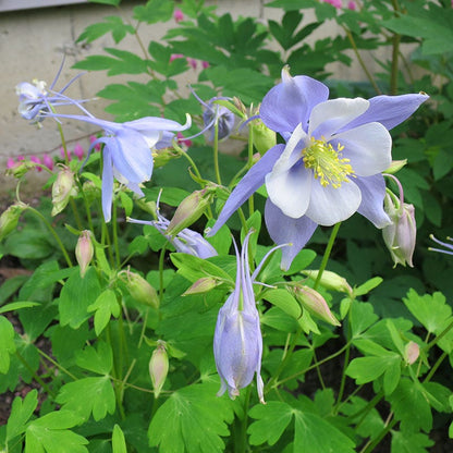 Songbird Bluebird Columbine