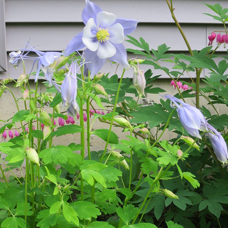 Songbird Bluebird Columbine