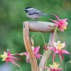 Perennials To Attract Birds