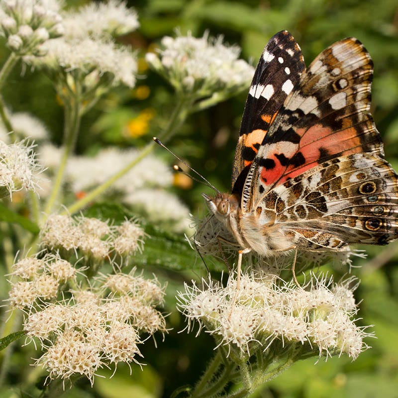 Common Boneset