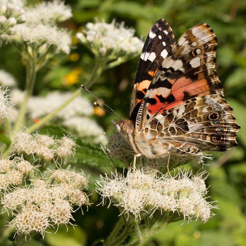 No Nibble Deer Resistant Pre-Planned Garden
