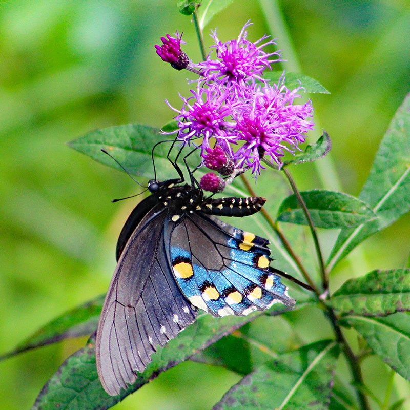 Common Ironweed