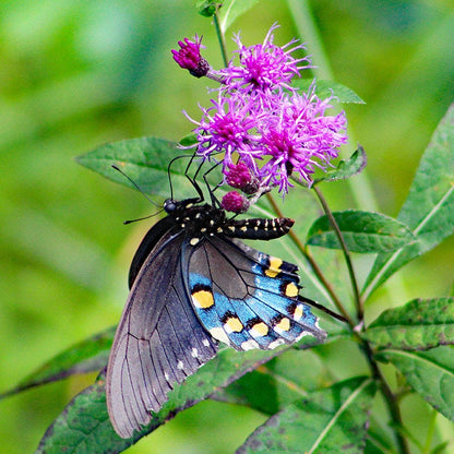 Common Ironweed