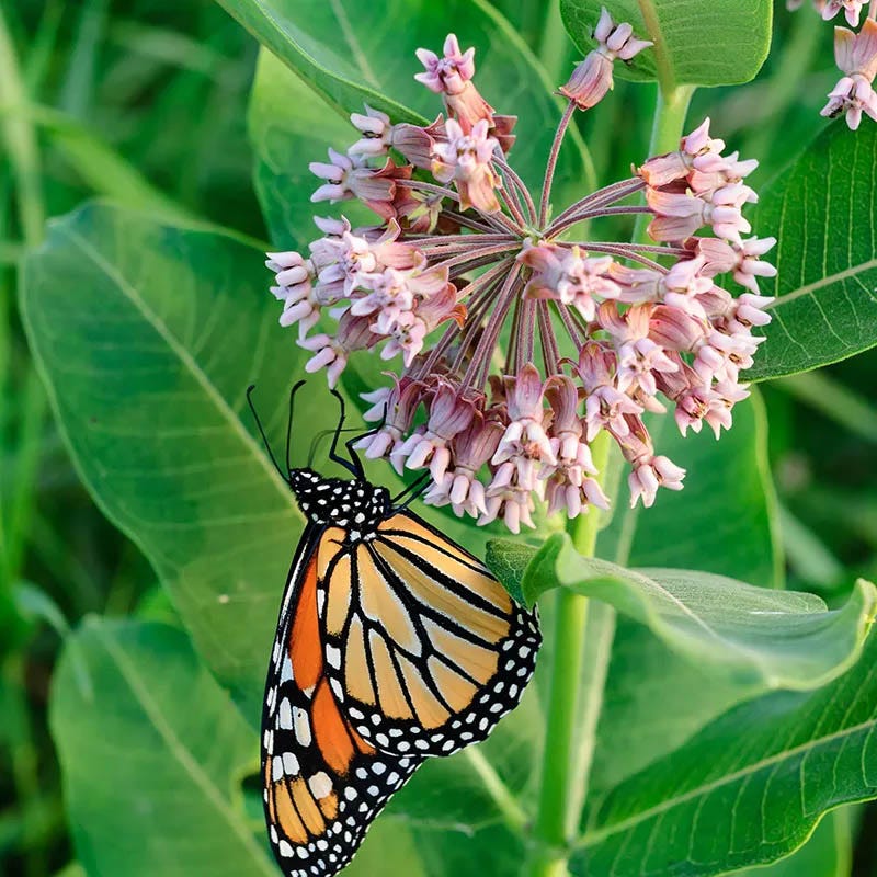 monarch butterfly plant seeds Monarch Butterfly Bloom Booster Seed Packet Set