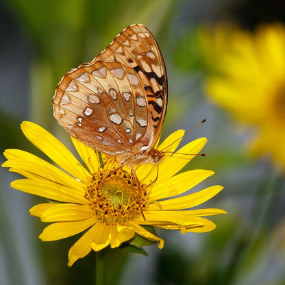 Compass Plant Seeds