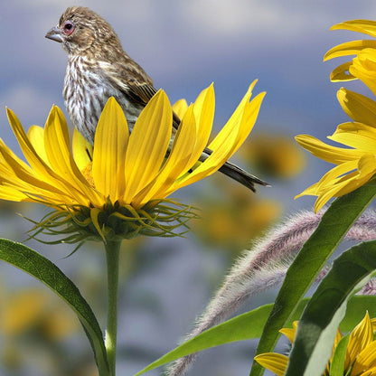 compass plant seeds Compass Plant Seeds, Silphium laciniatum