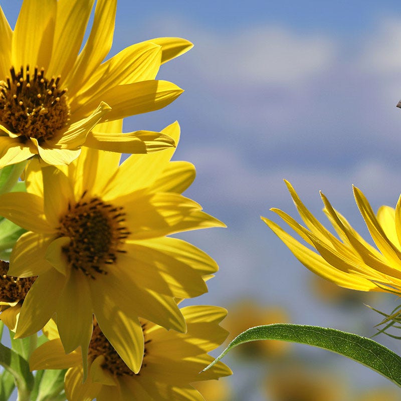 Compass Plant Seeds | Yellow | Packet by American Meadows