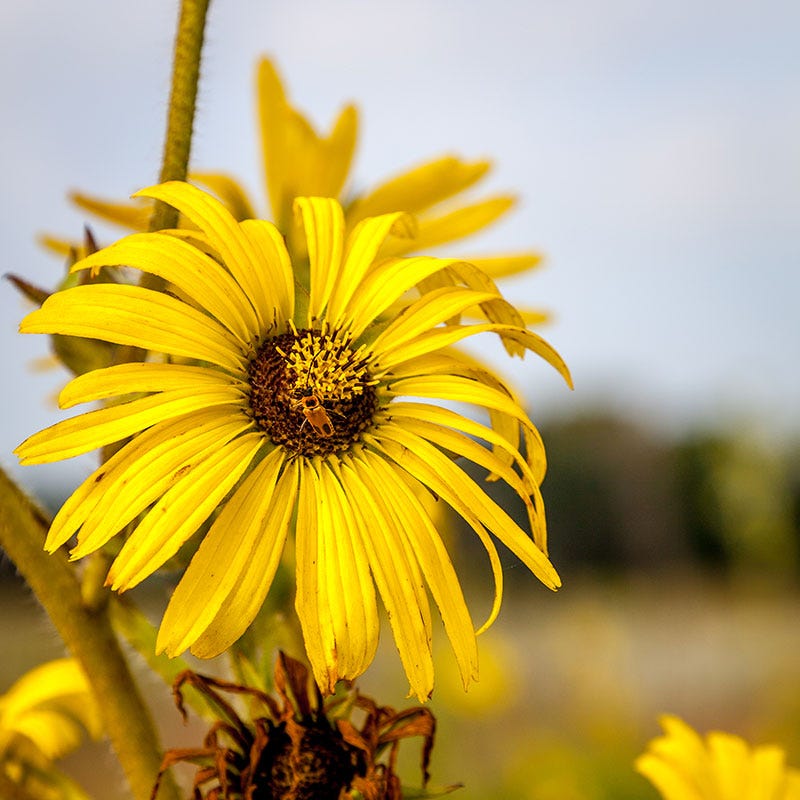 compass plant seed Compass Plant Seeds | Yellow