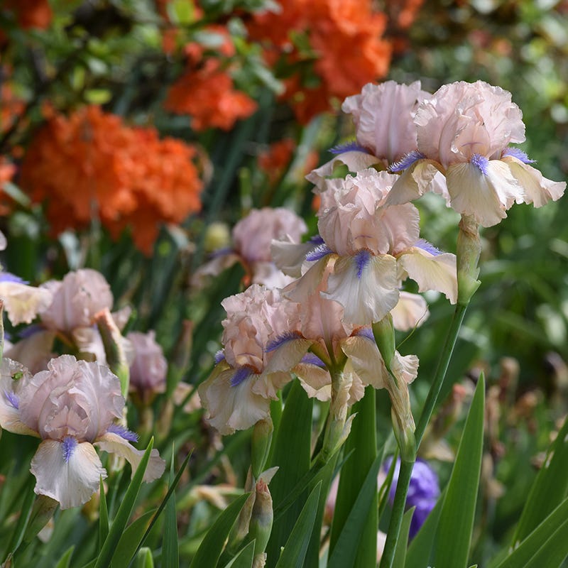 Concertina Reblooming Bearded Iris - Thumbnail 2