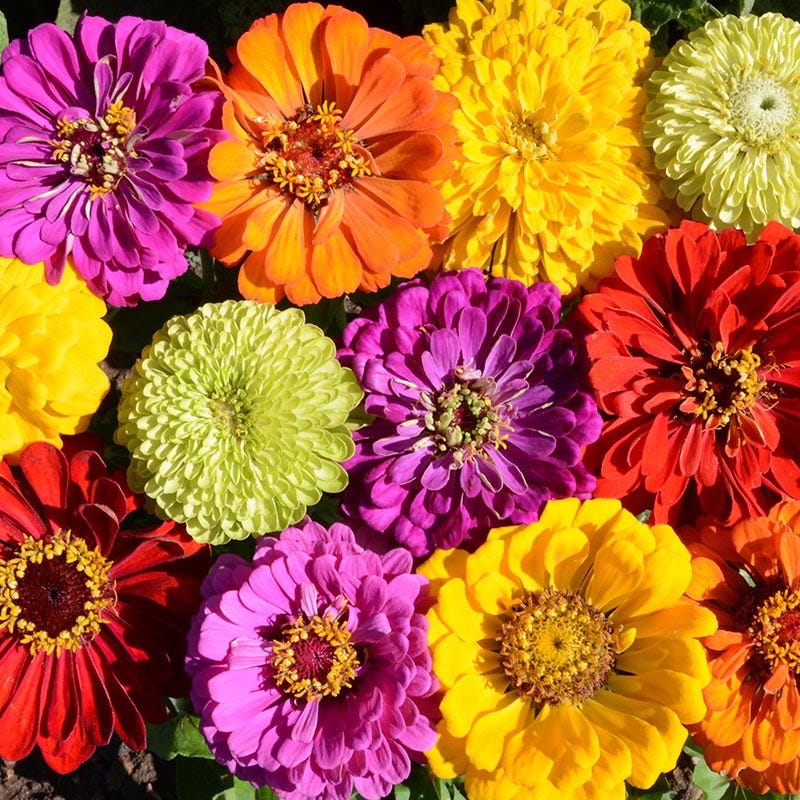 Confetti Zinnia Seed Mix