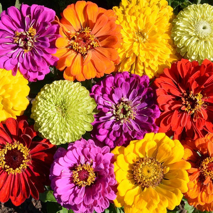 Confetti Zinnia Seed Mix