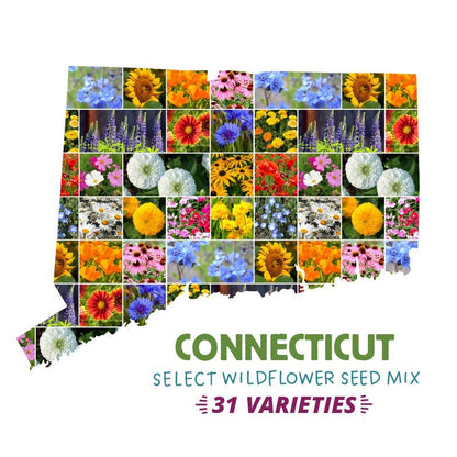 ct native wildflower seeds Connecticut Select Wildflower Seed Mix