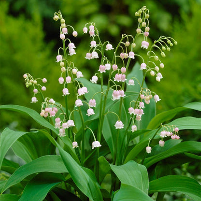 Rosea Lily of the Valley