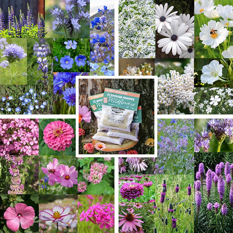 Cool Color Wildflower Seed Patchwork