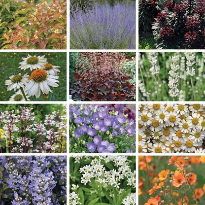 Cool Contrast Curb Appeal Pre-Planned Garden