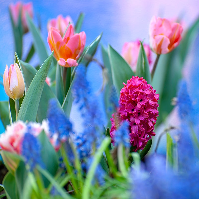 Rhapsody Bulb Collection