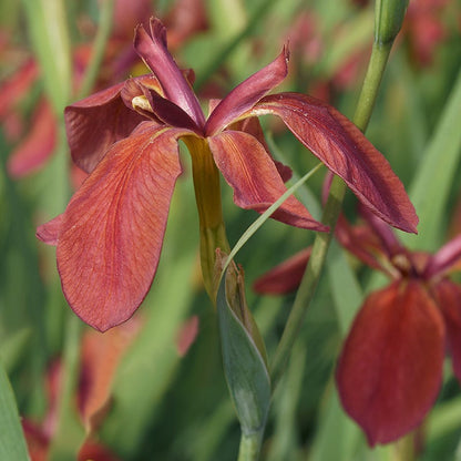 Copper Iris