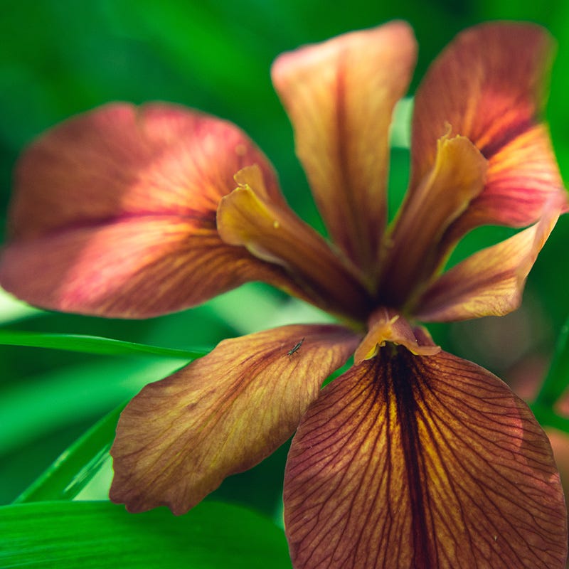 Copper Iris