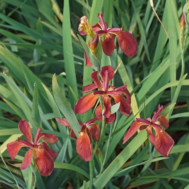 Copper Iris