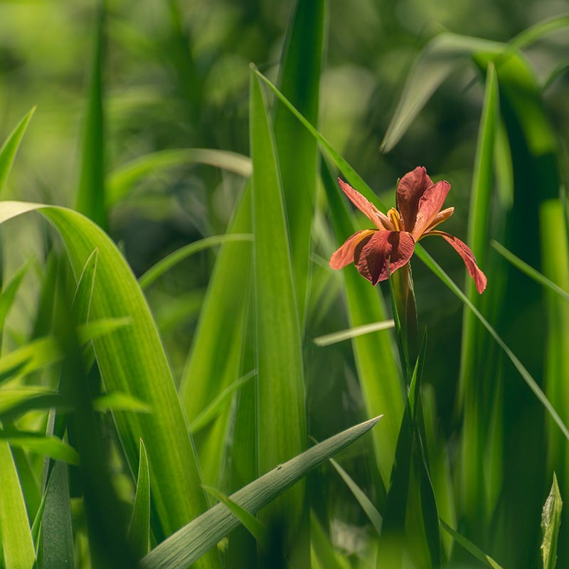 Copper Iris | Red | Plant