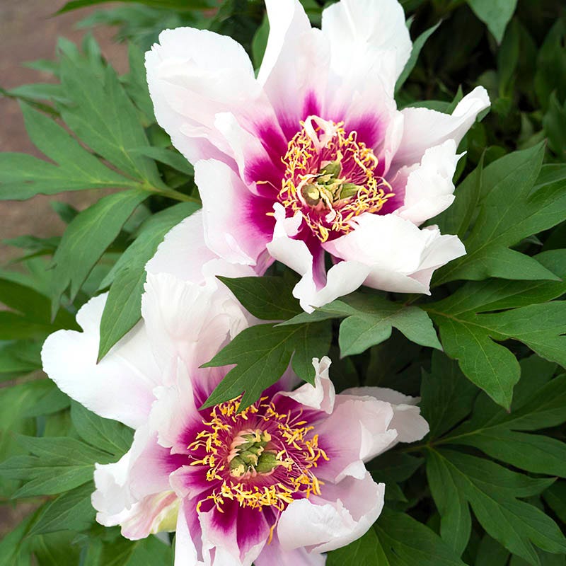 Cora Louise Itoh Peony - Thumbnail 2