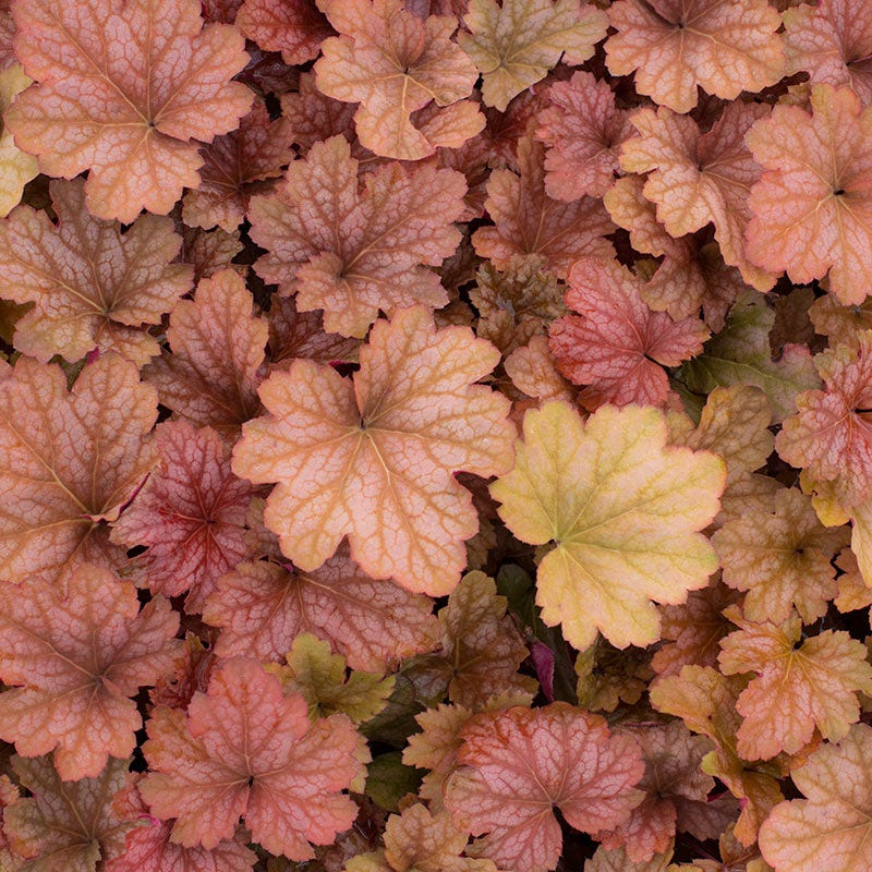 Coral Bells Carnival Watermelon