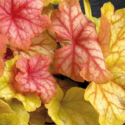 Champagne Coral Bells