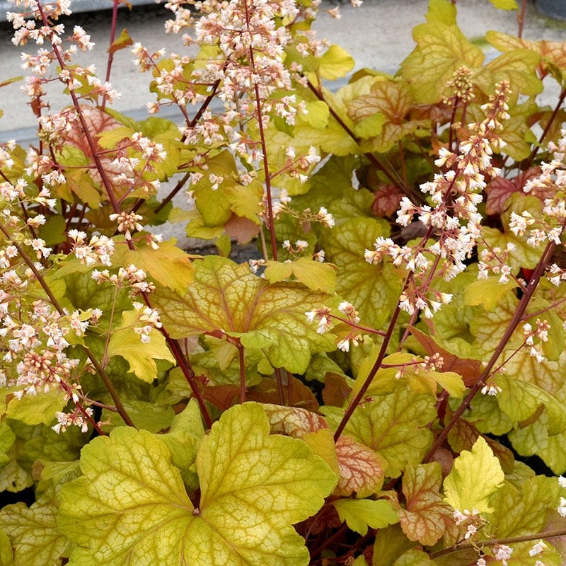 Champagne Coral Bells