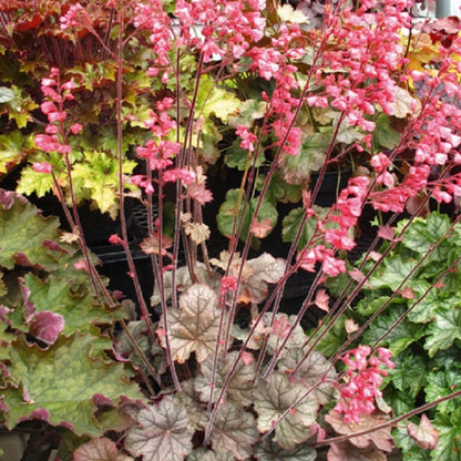 Flores Sea Coral Bells