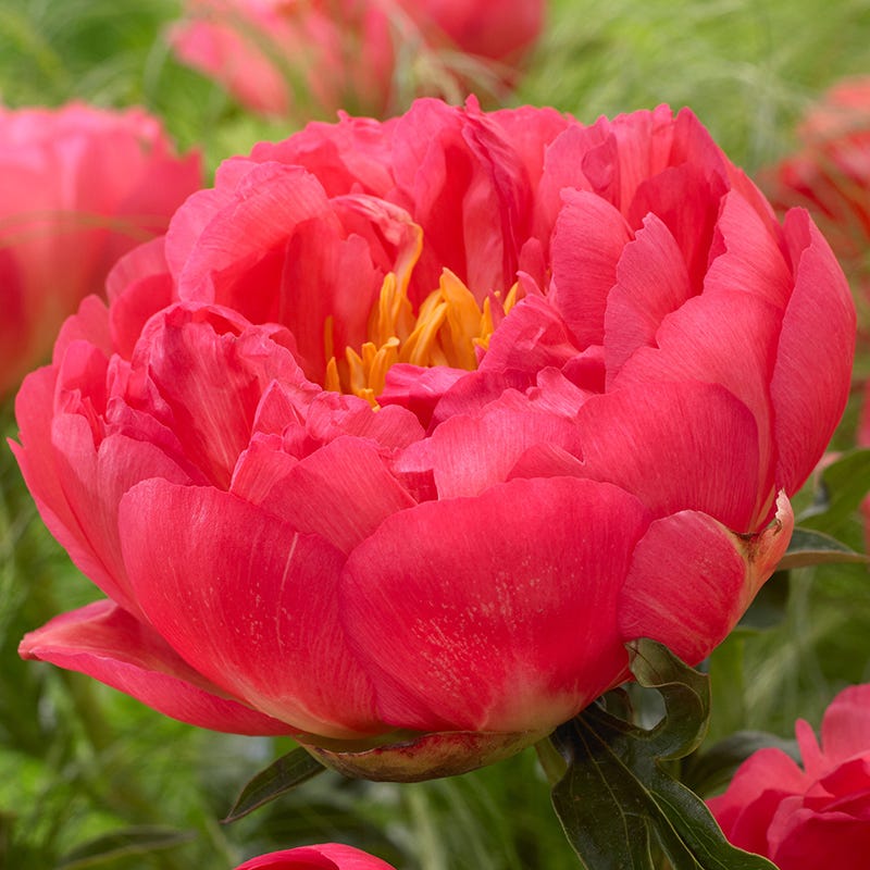 Coral Sunset Peony - Thumbnail 2