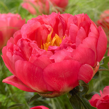 Coral Sunset Peony