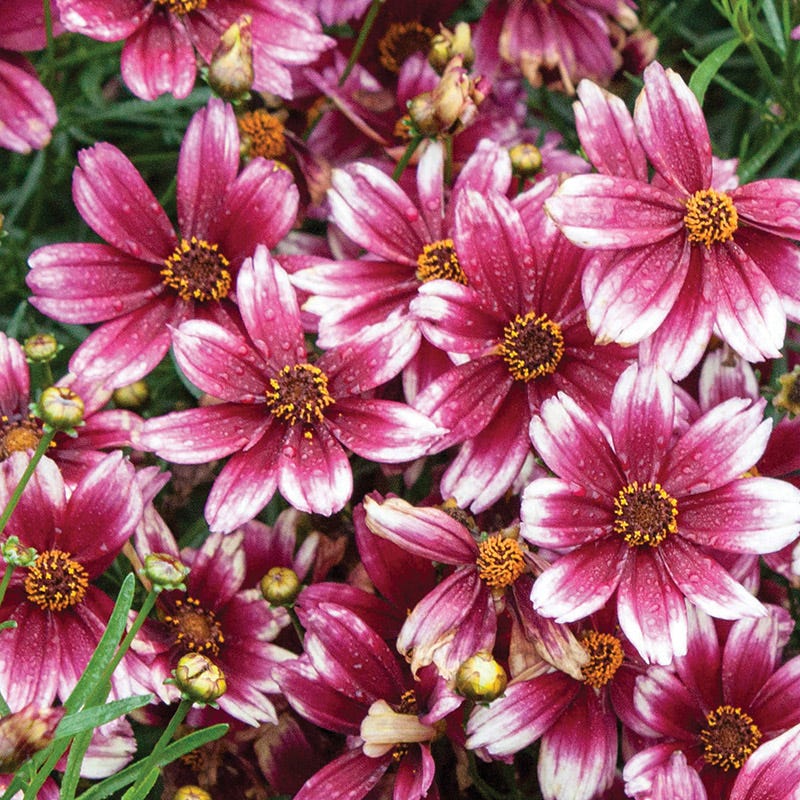 Berry Chiffon Coreopsis