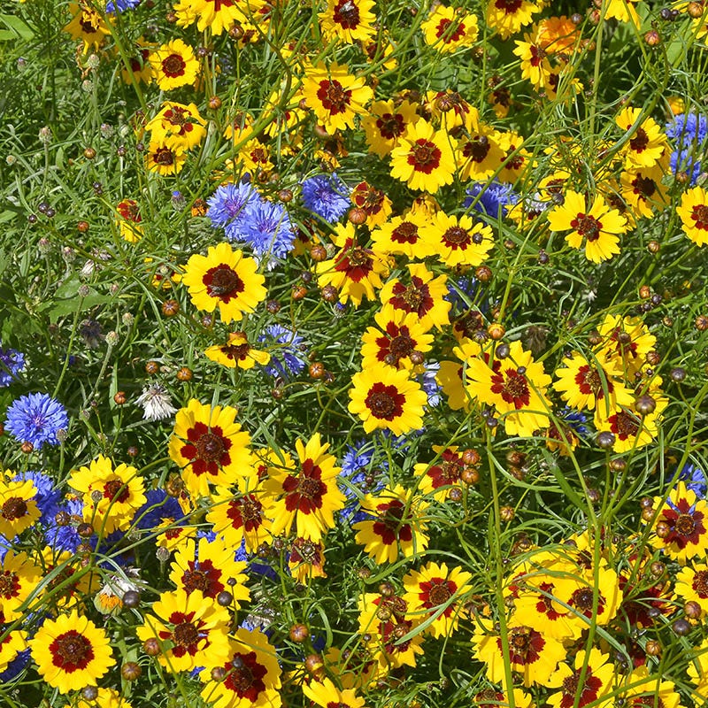 Plains Coreopsis Seeds