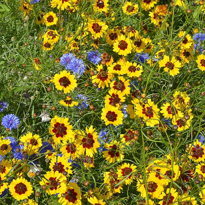 Plains Coreopsis Seeds