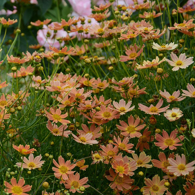 Creme Caramel Coreopsis