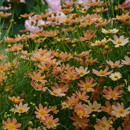 Creme Caramel Coreopsis