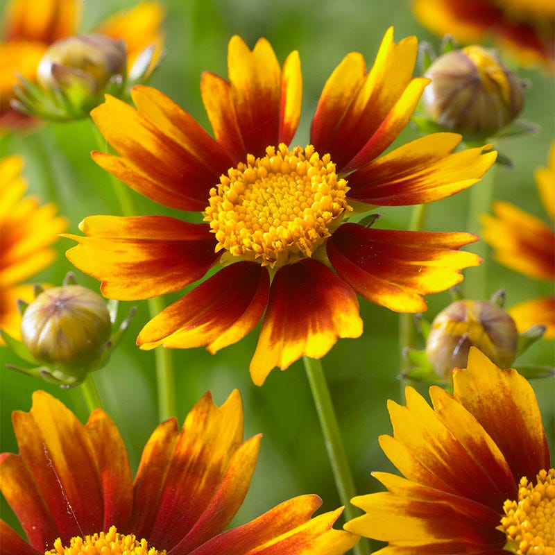 Li'l Bang™ Daybreak Coreopsis