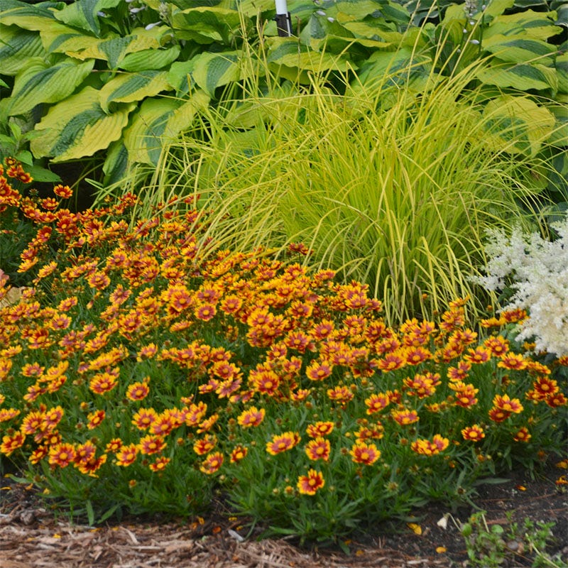 Li'l Bang Daybreak Coreopsis, Tickseed | American Meadows