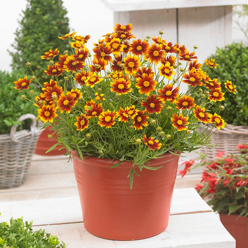 Li'l Bang Daybreak Coreopsis, Tickseed | American Meadows